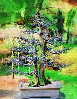 illust, matire, libre, paysage, image, le tableau, crayon de la couleur, colorie, en tirant,Un bonsai coren, bonsai, plante de jardin, Jardiner, Art