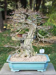 photo, la matire, libre, amnage, dcrivez, photo de la rserve,Un bonsai coren, bonsai, plante de jardin, Jardiner, Art