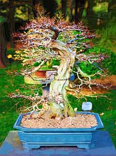 ,,, ,,,   , ,.  

bonsai ., bonsai.,  ., ., .