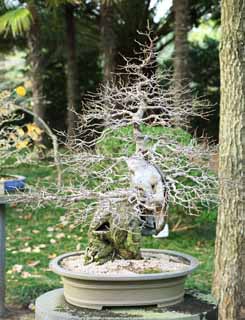 Foto, materieel, vrij, landschap, schilderstuk, bevoorraden foto,Een Koreaans bonsai, Bonsai, Tuinplant, Tuinier, Kunst