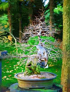 ,,, ,,,   , ,.  

bonsai ., bonsai.,  ., ., .