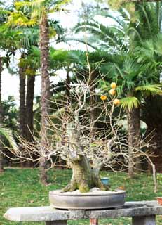 fotografia, materiale, libero il panorama, dipinga, fotografia di scorta,Un bonsai coreano, bonsai, pianta orto, Facendo del giardinaggio, Art