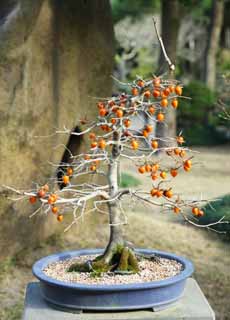 , , , , ,  ., bonsai, bonsai,  , Gardening, 