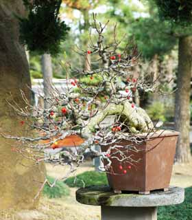 Foto, materiell, befreit, Landschaft, Bild, hat Foto auf Lager,Ein koreanischer Bonsai, Bonsai, Gartenpflanze, Gartenarbeit, Art