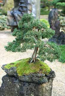 , , , , ,  ., bonsai, bonsai,  , Gardening, 