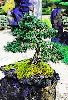 ,,, ,,,   , ,.  

bonsai ., bonsai.,  ., ., .