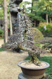 fotografia, materiale, libero il panorama, dipinga, fotografia di scorta,Un bonsai coreano, bonsai, pianta orto, Facendo del giardinaggio, Art