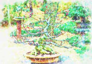 Illust, materieel, vrij, landschap, schilderstuk, schilderstuk, kleuren potlood, crayon, werkje,Een Koreaans bonsai, Bonsai, Tuinplant, Tuinier, Kunst