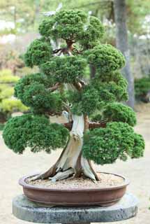 Foto, materieel, vrij, landschap, schilderstuk, bevoorraden foto,Een Koreaans bonsai, Bonsai, Tuinplant, Tuinier, Kunst