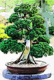 illust, materiell, befreit, Landschaft, Bild, Gemlde, Farbbleistift, Wachsmalstift, Zeichnung,,Ein koreanischer Bonsai, Bonsai, Gartenpflanze, Gartenarbeit, Art