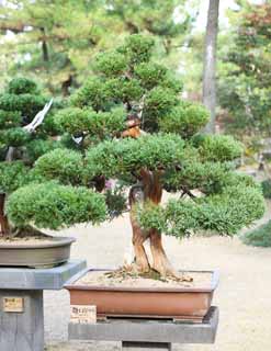 fotografia, materiale, libero il panorama, dipinga, fotografia di scorta,Un bonsai coreano, bonsai, pianta orto, Facendo del giardinaggio, Art