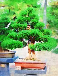 illustration,material,free,landscape,picture,painting,color pencil,crayon,drawing,A Korean bonsai, bonsai, garden plant, Gardening, Art