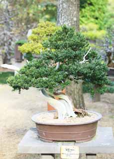 Foto, materieel, vrij, landschap, schilderstuk, bevoorraden foto,Een Koreaans bonsai, Bonsai, Tuinplant, Tuinier, Kunst