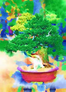 illust, matire, libre, paysage, image, le tableau, crayon de la couleur, colorie, en tirant,Un bonsai coren, bonsai, plante de jardin, Jardiner, Art