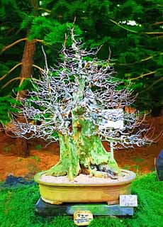 Illust, materieel, vrij, landschap, schilderstuk, schilderstuk, kleuren potlood, crayon, werkje,Een Koreaans bonsai, Bonsai, Tuinplant, Tuinier, Kunst