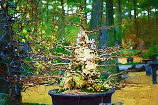 illust, materiell, befreit, Landschaft, Bild, Gemlde, Farbbleistift, Wachsmalstift, Zeichnung,,Ein koreanischer Bonsai, Bonsai, Gartenpflanze, Gartenarbeit, Art