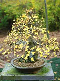 fotografia, materiale, libero il panorama, dipinga, fotografia di scorta,Un bonsai coreano, bonsai, pianta orto, Facendo del giardinaggio, Art