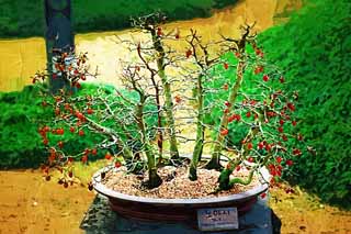 ,,, ,,,   , ,.  

bonsai ., bonsai.,  ., ., .