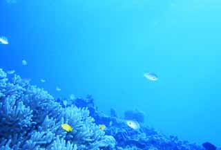 fotografia, materiale, libero il panorama, dipinga, fotografia di scorta,Peschi su scogliera di corallo, blu, pesce, , 