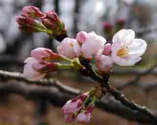 photo,material,free,landscape,picture,stock photo,Creative Commons,Opening pink blossoms, pink, branch, , 