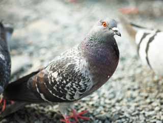 photo, la matire, libre, amnage, dcrivez, photo de la rserve,Un pigeon domestique, colombe, , , aile