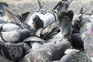 foto,tela,gratis,paisaje,fotografa,idea,Una multitud de palomas nacionales, Paloma, , , Ala