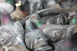 photo,material,free,landscape,picture,stock photo,Creative Commons,A flock of domestic pigeons, dove, , , wing