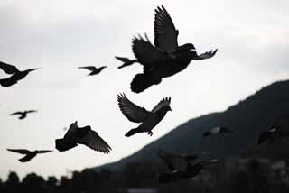 fotografia, materiale, libero il panorama, dipinga, fotografia di scorta,Il volo del piccione nazionale, colomba, , , ala