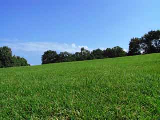 fotografia, materiale, libero il panorama, dipinga, fotografia di scorta,Prato in un giorno di autunno eccellente, tappeto erboso, cielo blu, albero, 