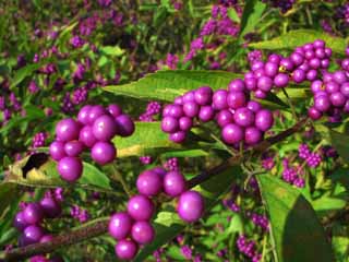 photo,material,free,landscape,picture,stock photo,Creative Commons,Purple in autumn, berry, , , 