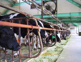 fotografia, material, livra, ajardine, imagine, proveja fotografia,Holsteins em uma linha, Holstein, forragem, casa de vaca, 