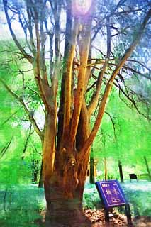 illustration,material,free,landscape,picture,painting,color pencil,crayon,drawing,Ming Xiaoling Mausoleum Kashiwagi, Ramifications, The bark, Furuki, choice wood