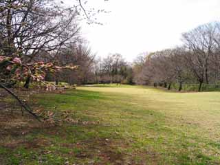 Foto, materieel, vrij, landschap, schilderstuk, bevoorraden foto,Voorjaar park, Zonnelicht, Geel, , 