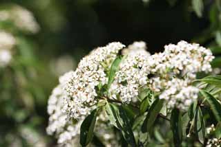 foto,tela,gratis,paisaje,fotografa,idea,El flor mausoleo de Xiaoling tan Ming es blanco, Ptalo, , Estambre, Me aglomero y florezco