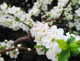 fotografia, materiale, libero il panorama, dipinga, fotografia di scorta,Fiori di susina, bianco, primavera, , 