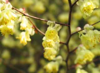 fotografia, materiale, libero il panorama, dipinga, fotografia di scorta,Nocciola di inverno di bottone d'oro, giallo, primavera, , 