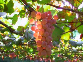 foto,tela,gratis,paisaje,fotografa,idea,Uvas a punto , Uva, Rojo, Verde, Fruta