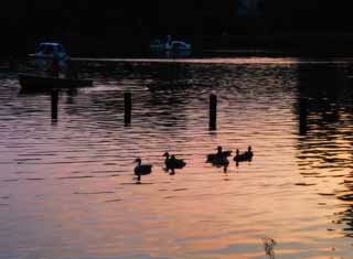 photo,material,free,landscape,picture,stock photo,Creative Commons,Ducks at sunset, duck, pink, pond, 