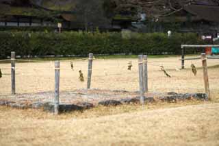 Foto, materieel, vrij, landschap, schilderstuk, bevoorraden foto,Kamigamo Heiligdom voorkoming tegen kwaad, Torii, Shinto stro festoon, Voorkoming tegen kwaad, De Keizer