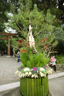 fotografia, material, livra, ajardine, imagine, proveja fotografia,Omiwa santurio Ano novo pneo e decoraes de bambu, Ano novo decoraes pneas, deus que controla um ano zodiacal, objeto esprito-morando, Repolho ornamental