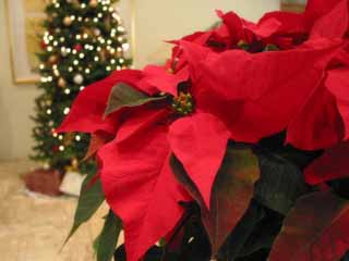 , , , , ,  ., poinsettia., , , , 