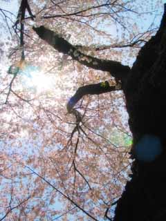 photo, la matire, libre, amnage, dcrivez, photo de la rserve,Baldaquin de fleurs, fleur de la cerise, rose, ciel bleu, branche