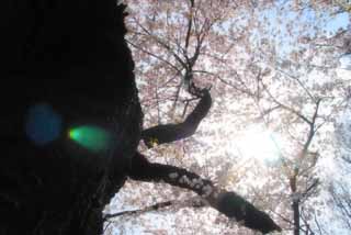 photo,material,free,landscape,picture,stock photo,Creative Commons,Proud old cherry tree, cherry blossom, pink, blue sky, branch