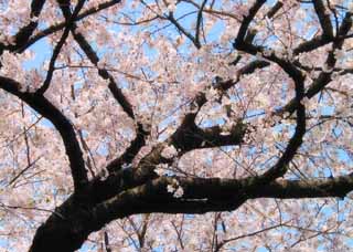 foto,tela,gratis,paisaje,fotografa,idea,Ramas perplejas., Flor de cerezo, Rosado, Cielo azul, Rama