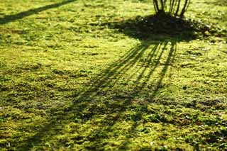 Foto, materiell, befreit, Landschaft, Bild, hat Foto auf Lager,Helligkeit des Mooses, Moos, , , Schatten