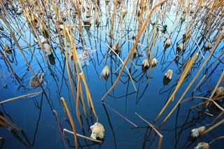 photo,material,free,landscape,picture,stock photo,Creative Commons,The sadness of the lotus, dead leaf, Blue, duck, Empty sadness