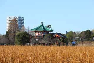 fotografia, materiale, libero il panorama, dipinga, fotografia di scorta,Moglie di Shinobazunoike di tempio di zen-prete principale, Chaitya, Sarasvati, Il vescovo di Amagai, Lo Yanaka le sette divinit della buon fortuna