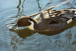 photo, la matire, libre, amnage, dcrivez, photo de la rserve,Un canard, canard, , , gibier d'eau