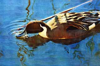 illust, materiell, befreit, Landschaft, Bild, Gemlde, Farbbleistift, Wachsmalstift, Zeichnung,,Eine Ente, Ente, , , Wasservogel