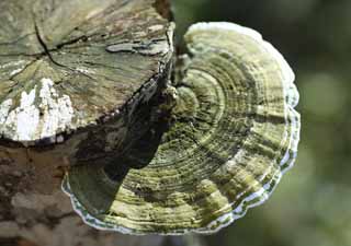 photo,material,free,landscape,picture,stock photo,Creative Commons,A beech pore fungus, stump, mushroom, , Chinese medicine